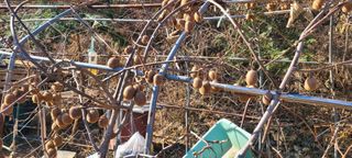 정응화님의 기타작물 · 영농일지 작성글 사진