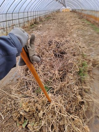 김청수 님의 호박 · 영농일지 작성글 사진