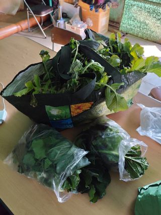 조영기님의 기타작물 · 영농일지 작성글 사진