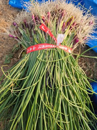 수기님의 기타작물 · 영농일지 작성글 사진