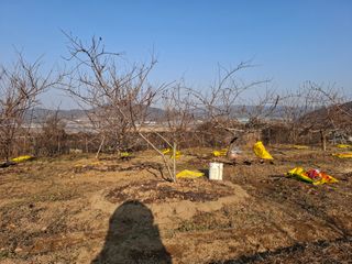 철남 김희곤님의 사과 · 영농일지 작성글 사진