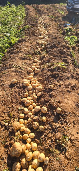 이정홍님의 기타작물 · 영농일지 작성글 사진