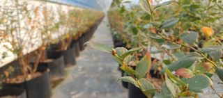 류근택님의 블루베리 · 영농일지 작성글 사진