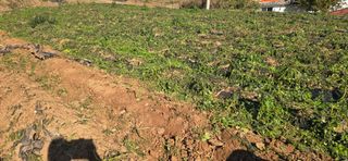 이정홍님의 기타작물 · 영농일지 작성글 사진