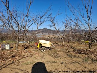 철남 김희곤님의 사과 · 영농일지 작성글 사진