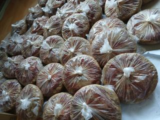 한상숙님의 콩 · 영농일지 작성글 사진