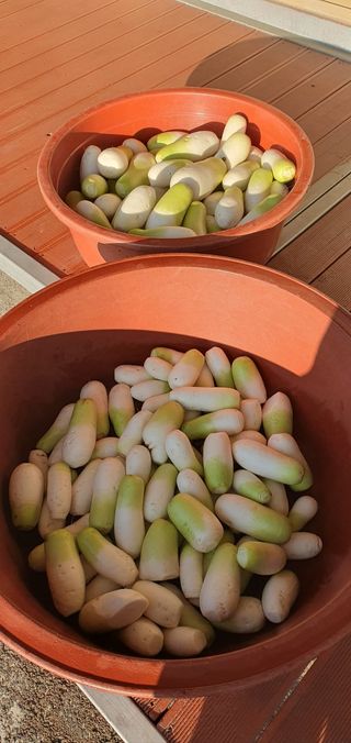 김영진님의 배추 · 영농일지 작성글 사진