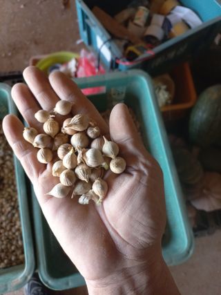 박린님의 마늘 · 영농일지 작성글 사진