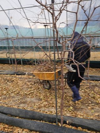 한혜경님의 기타작물 · 영농일지 작성글 사진