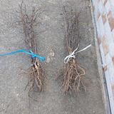 팜모닝 기타작물·영농일지 게시글 이미지