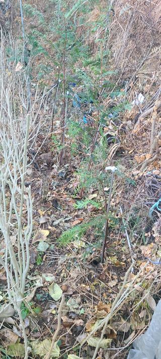 정응화님의 기타작물 · 영농일지 작성글 사진