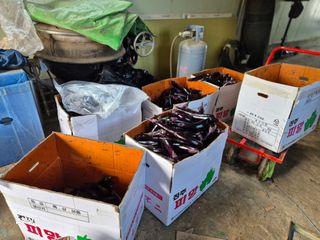 늘햇살팜 님의 기타작물 · 영농일지 작성글 사진