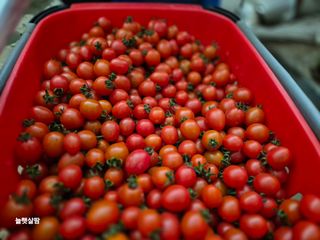 늘햇살팜 님의 기타작물 · 영농일지 작성글 사진