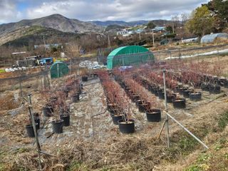 장문업 님의 블루베리 · 영농일지 작성글 사진