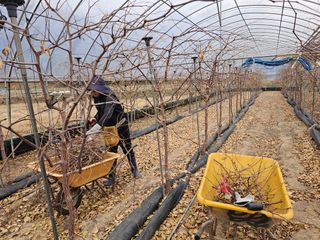 한혜경님의 기타작물 · 영농일지 작성글 사진