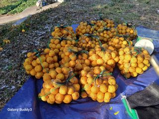 (힐링따오기쉼터)님의 기타작물 · 영농일지 작성글 사진