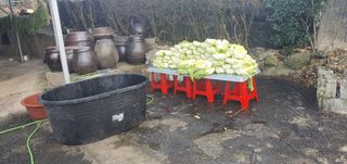 김영진님의 배추 · 영농일지 작성글 사진