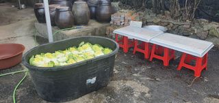 김영진님의 배추 · 영농일지 작성글 사진