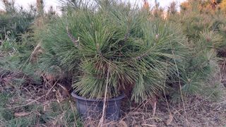 이정운님의 기타작물 · 영농일지 작성글 사진