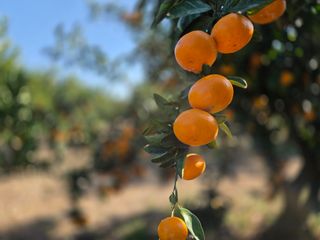 산방자연농원님의 작성글 사진