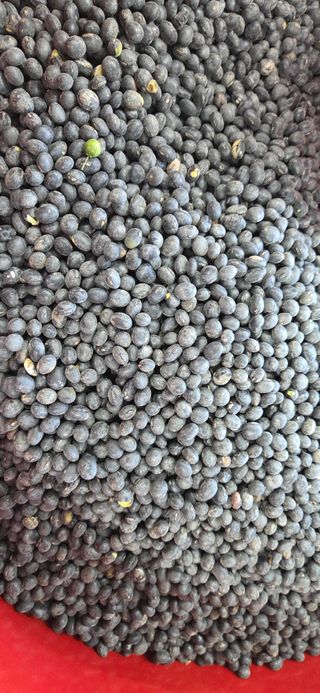 박민서님의 콩 · 영농일지 작성글 사진