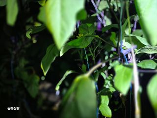 늘햇살팜 님의 기타작물 · 영농일지 작성글 사진