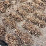 팜모닝 기타작물·영농일지 게시글 이미지