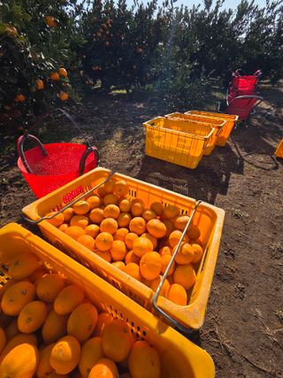 산방자연농원님의 귤 · 영농일지 작성글 사진