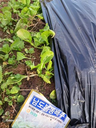 신현철님의 배추 · 영농일지 작성글 사진