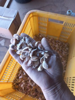 박린님의 마늘 · 영농일지 작성글 사진