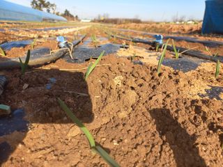 박린님의 마늘 · 영농일지 작성글 사진