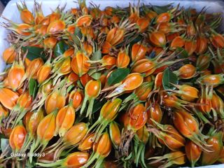 (힐링따오기쉼터)님의 기타작물 · 영농일지 작성글 사진