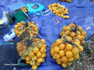 (힐링따오기쉼터)님의 기타작물 · 영농일지 작성글 사진