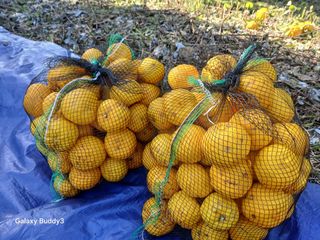 (힐링따오기쉼터)님의 기타작물 · 영농일지 작성글 사진