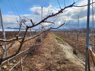 꿀복이농장님의 복숭아 · 영농일지 작성글 사진