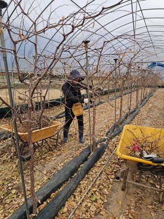 한혜경님의 기타작물 · 영농일지 작성글 사진