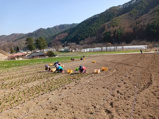 황덕순 님의 기타작물 · 영농일지 작성글 사진