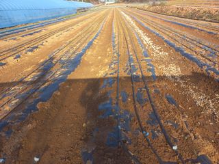 박린님의 마늘 · 영농일지 작성글 사진