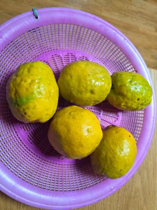 정정치님의 기타작물 · 영농일지 작성글 사진