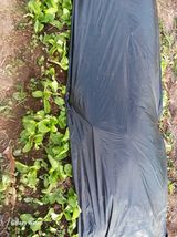 팜모닝 배추·영농일지 게시글 이미지