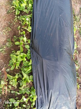 신현철님의 배추 · 영농일지 작성글 사진