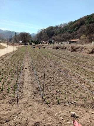 황덕순 님의 기타작물 · 영농일지 작성글 사진