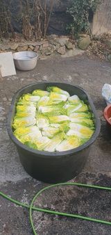 팜모닝 배추·영농일지 게시글 이미지