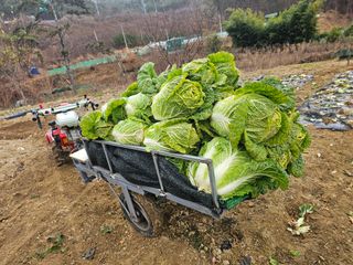 연모 자연의행복님의 기타작물 · 영농일지 작성글 사진