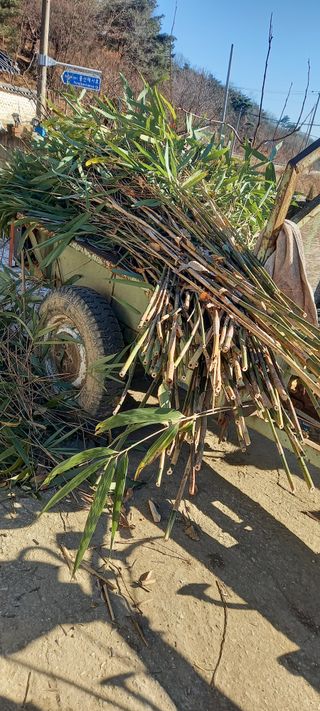 김대현(청솔)님의 기타작물 · 영농일지 작성글 사진