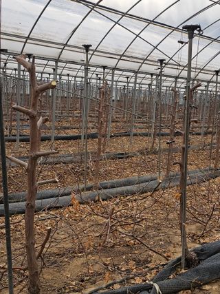 한혜경님의 기타작물 · 영농일지 작성글 사진