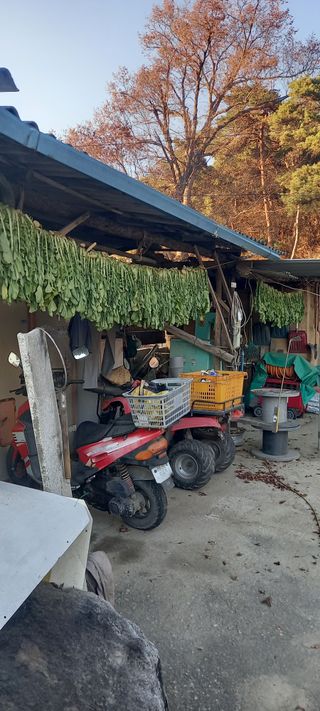 김대현(청솔)님의 기타작물 · 영농일지 작성글 사진