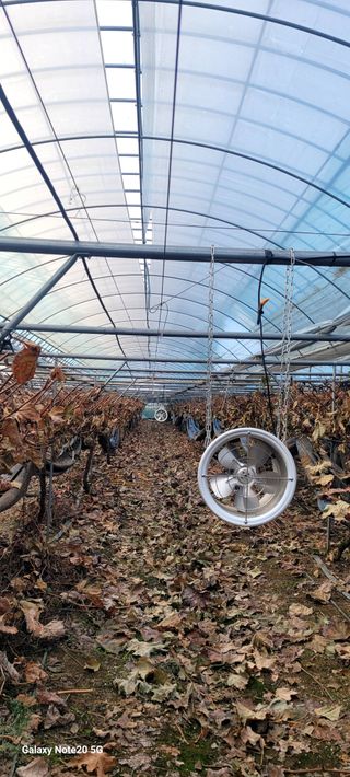 서대산향수님의 포도 · 영농일지 작성글 사진