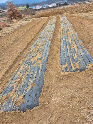 조위래님의 마늘 · 영농일지 작성글 사진