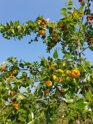 최동수님의 기타작물 · 영농일지 작성글 사진